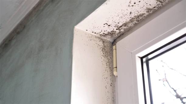 Professional Mold Remediation in Gulf Shores, AL