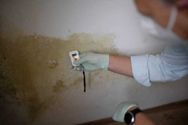Best Post-Flood Mold Remediation in Gulf Shores, AL